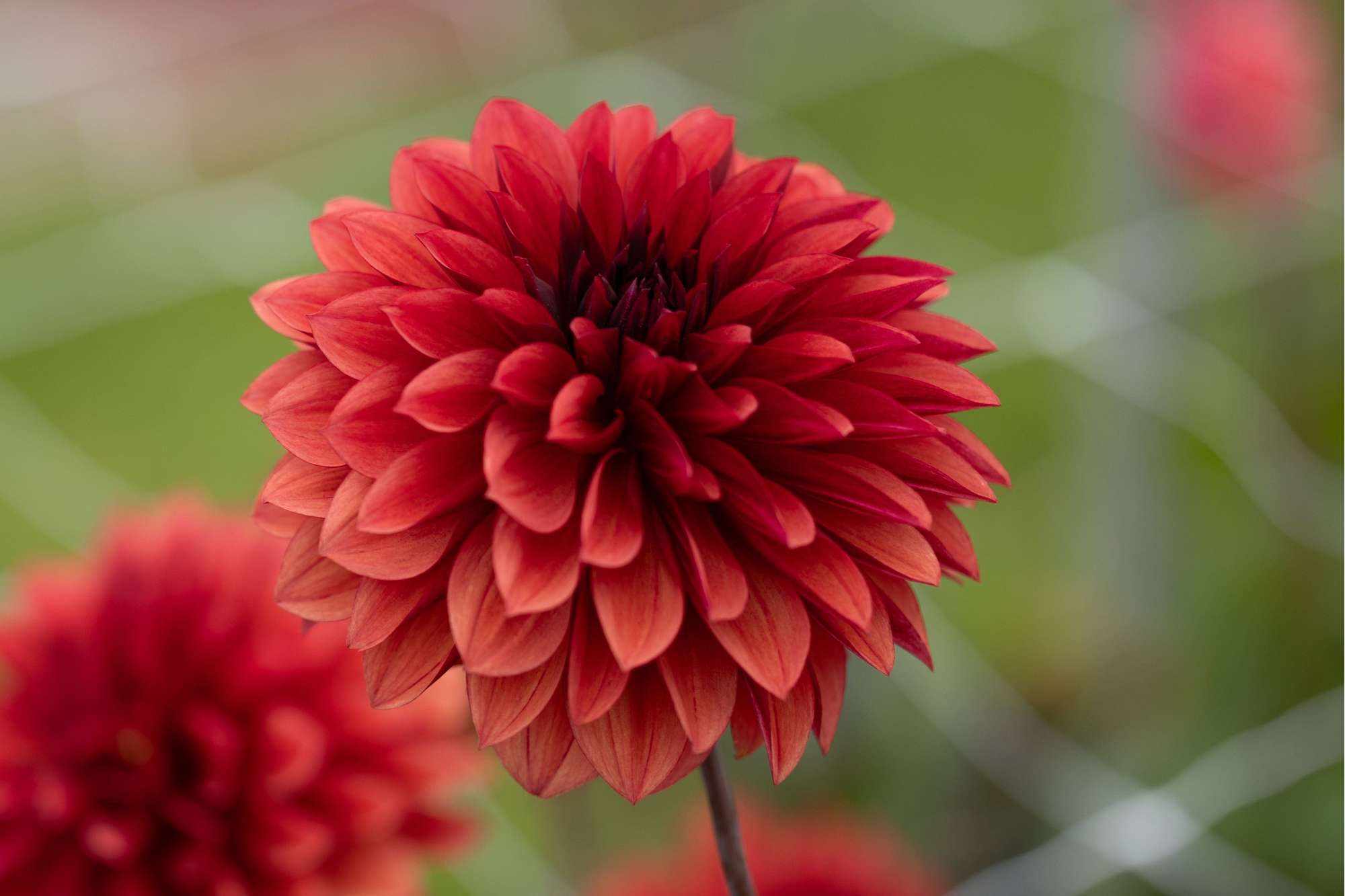 Dahlia 'Danique'